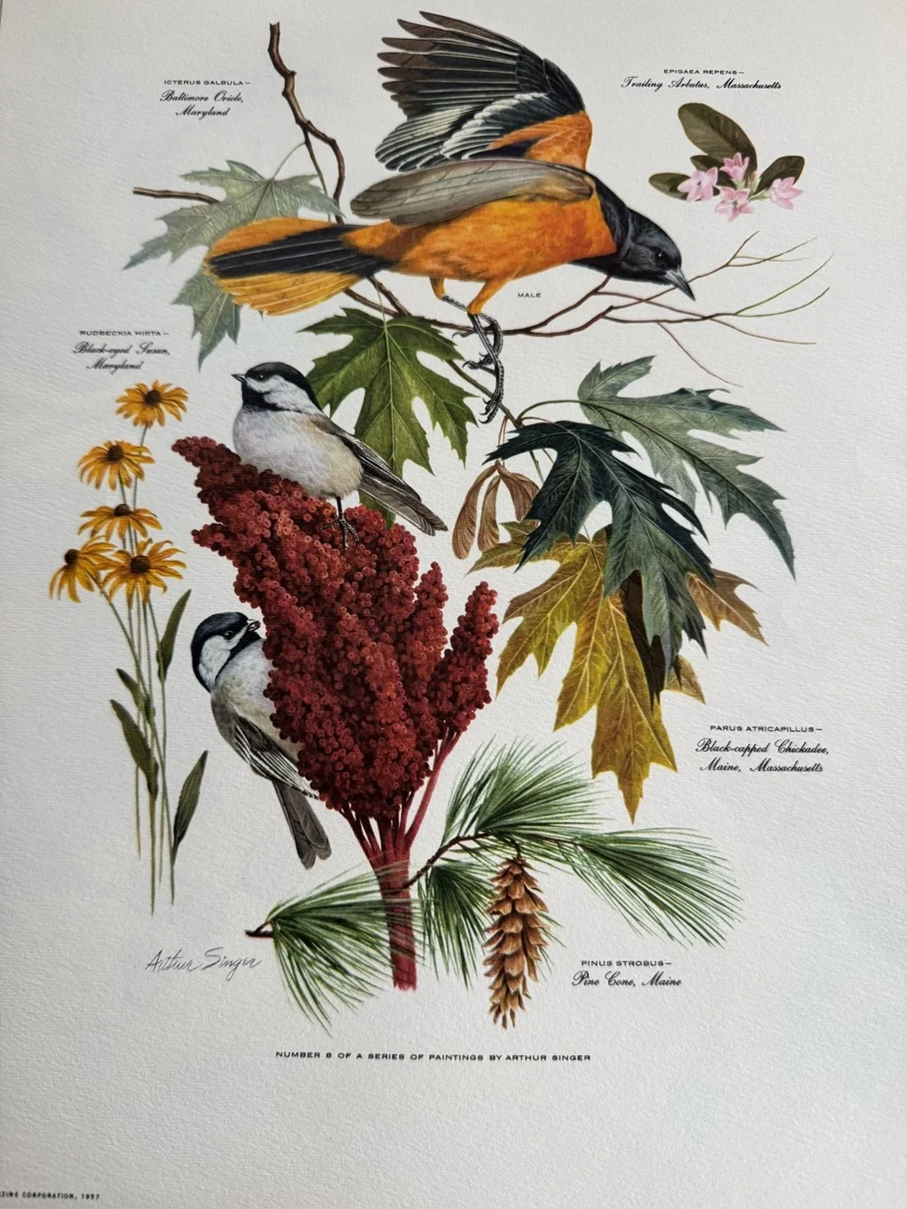 Botanical Art Prints Featuring 10 prints - Picture 5 of 12